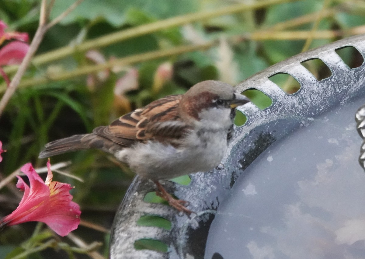 House Sparrow - ML646746267