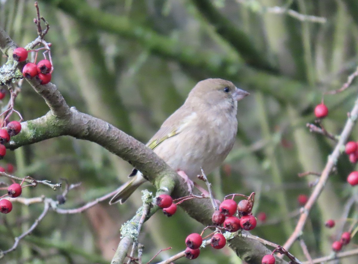 European Greenfinch - ML646746268
