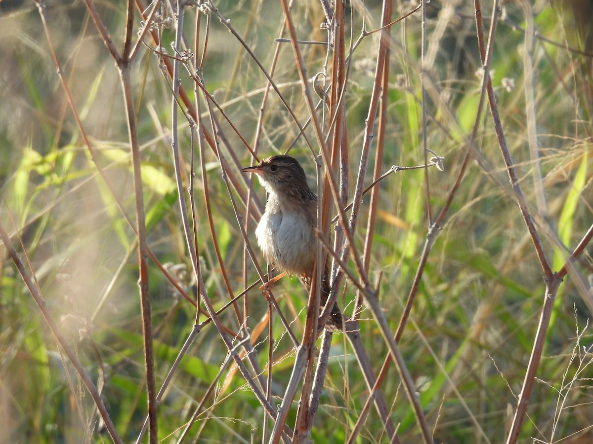 Sedge Wren - ML646746270