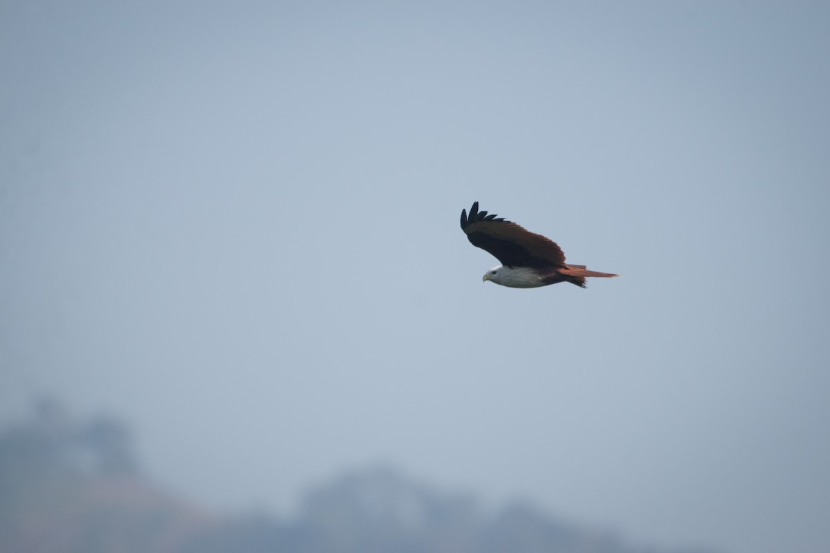 Brahminy Kite - ML646746271