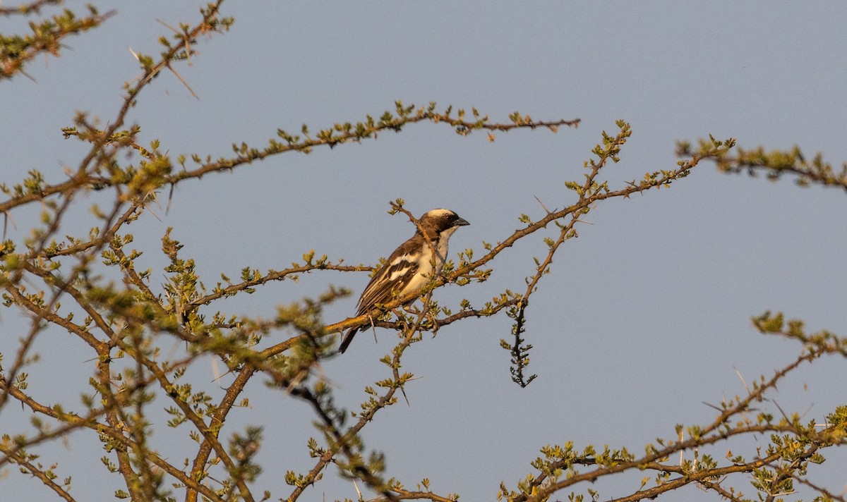 White-browed Sparrow-Weaver - ML646746272