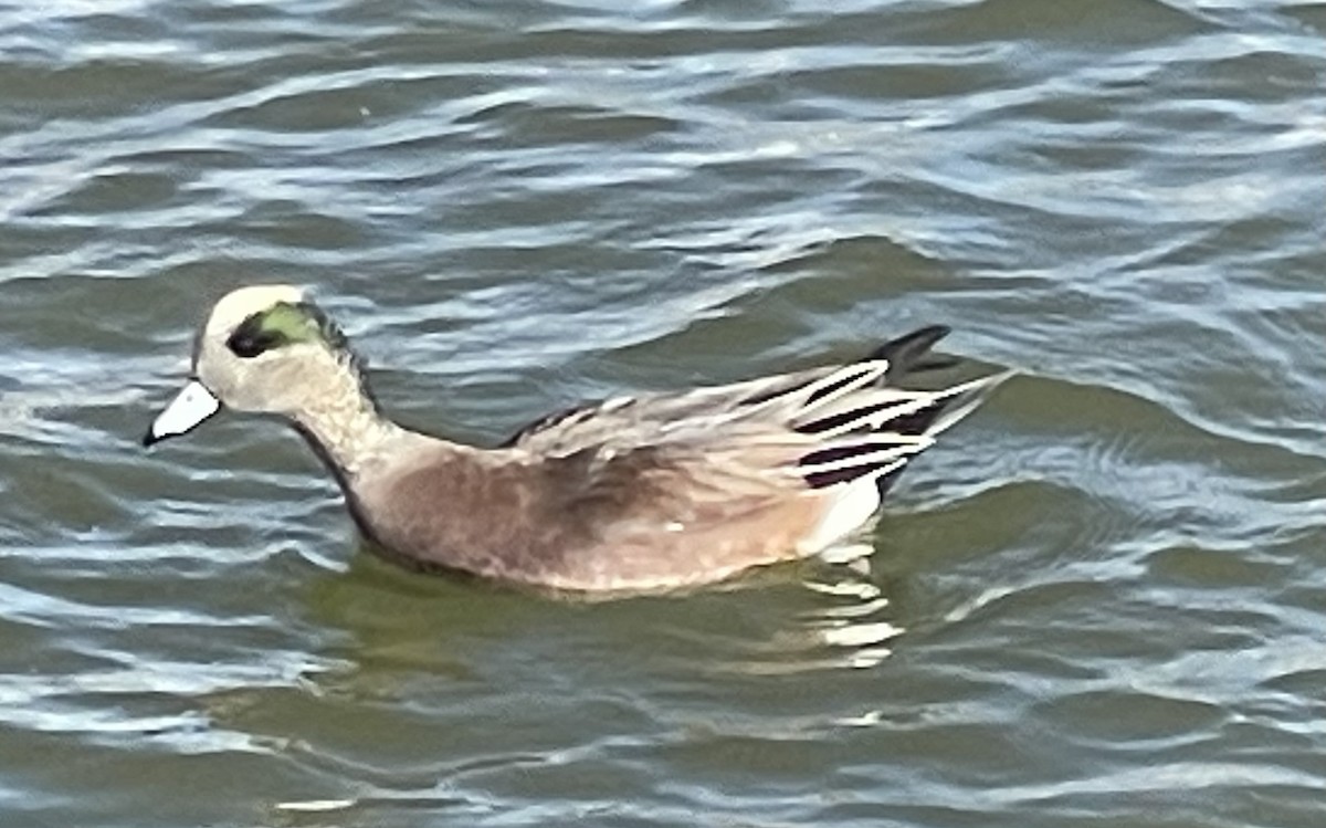 American Wigeon - ML646746273