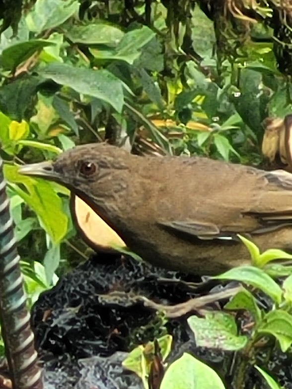 Clay-colored Thrush - ML646746275