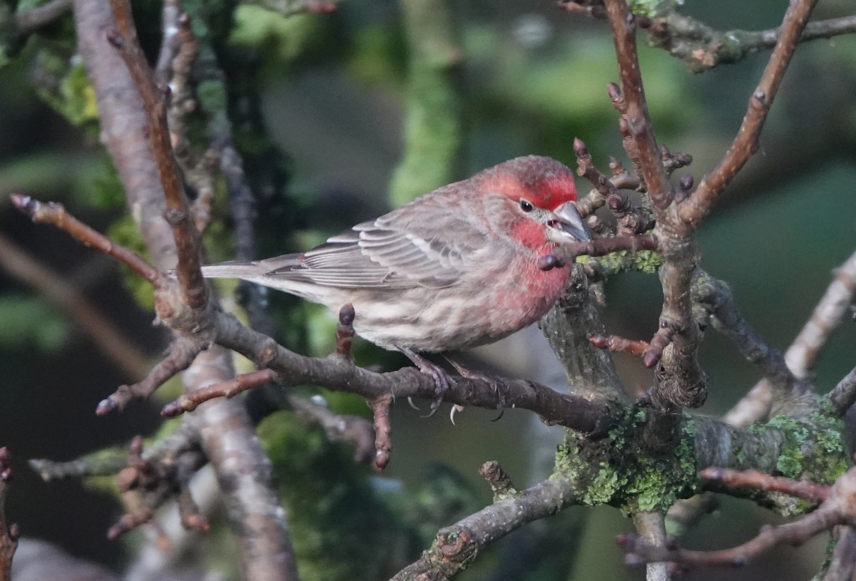 House Finch - ML646746277