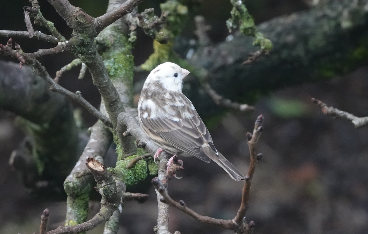 House Finch - ML646746278