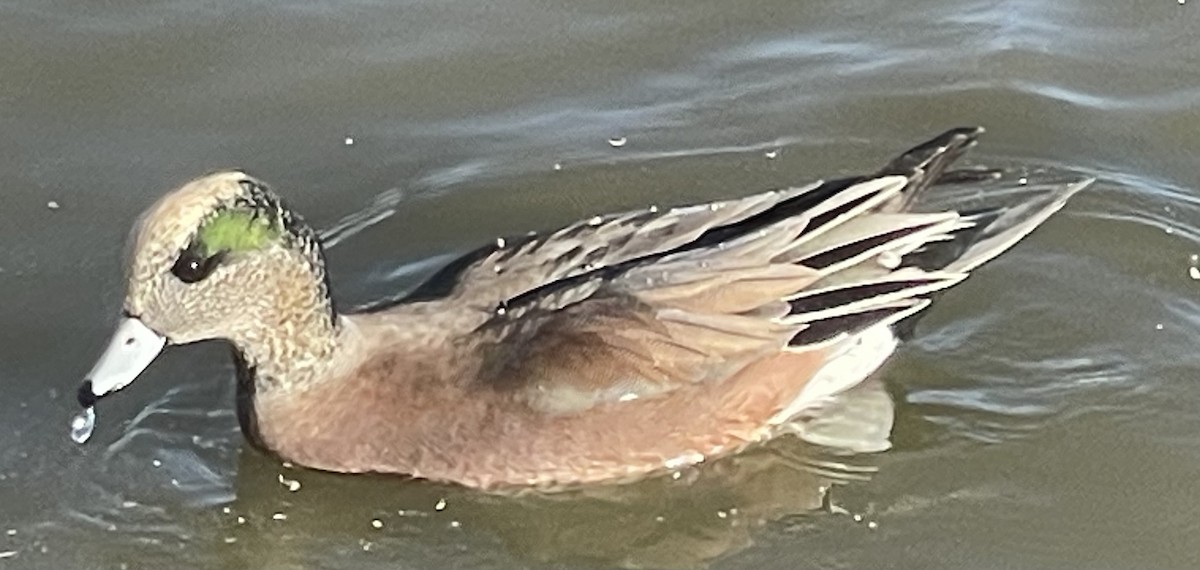 American Wigeon - ML646746281
