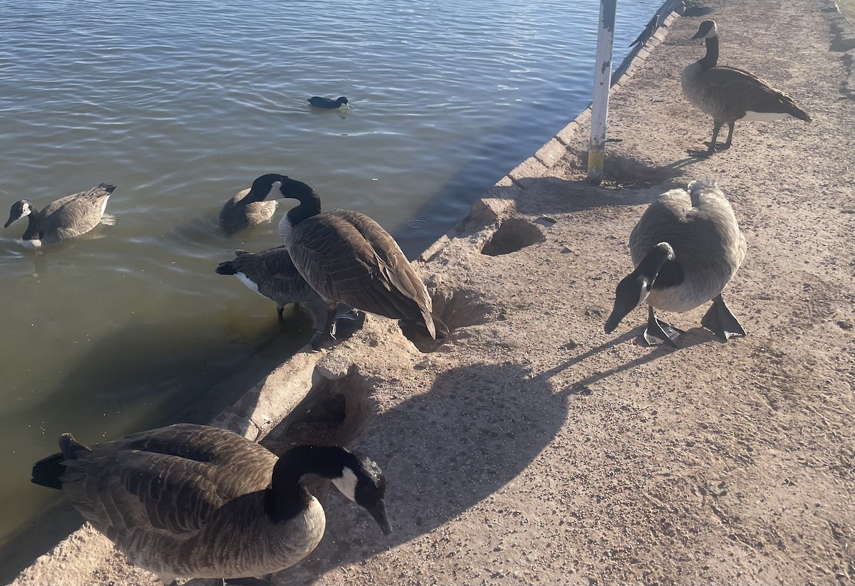 Канад галуу - ML646746284