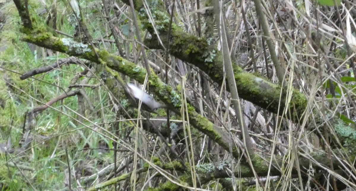 Orman Tırmaşıkkuşu - ML646746285