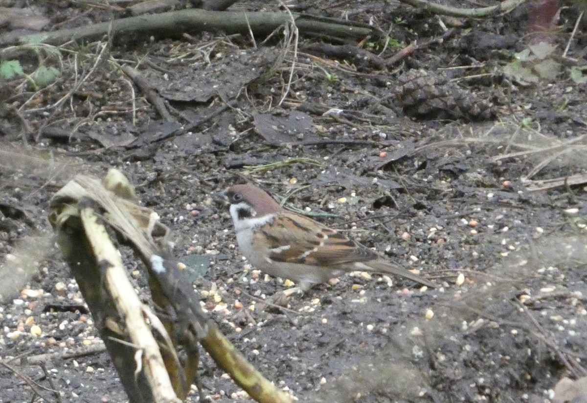 Ağaç Serçesi - ML646746286