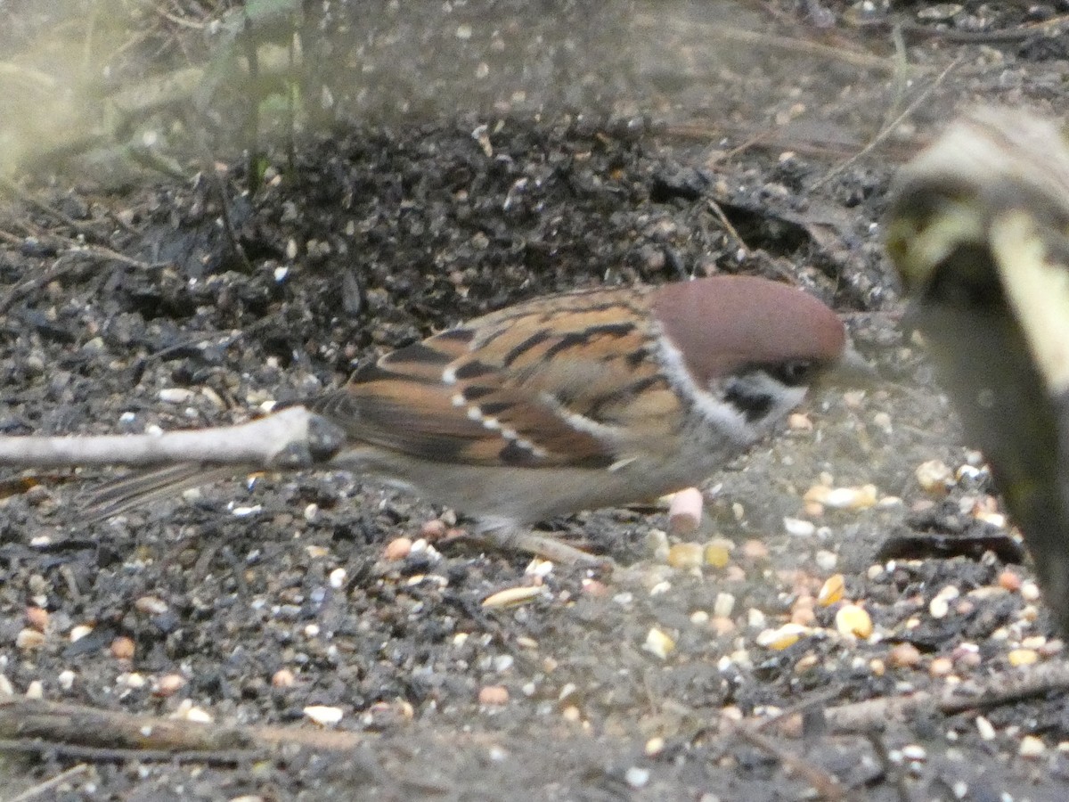 Ağaç Serçesi - ML646746287