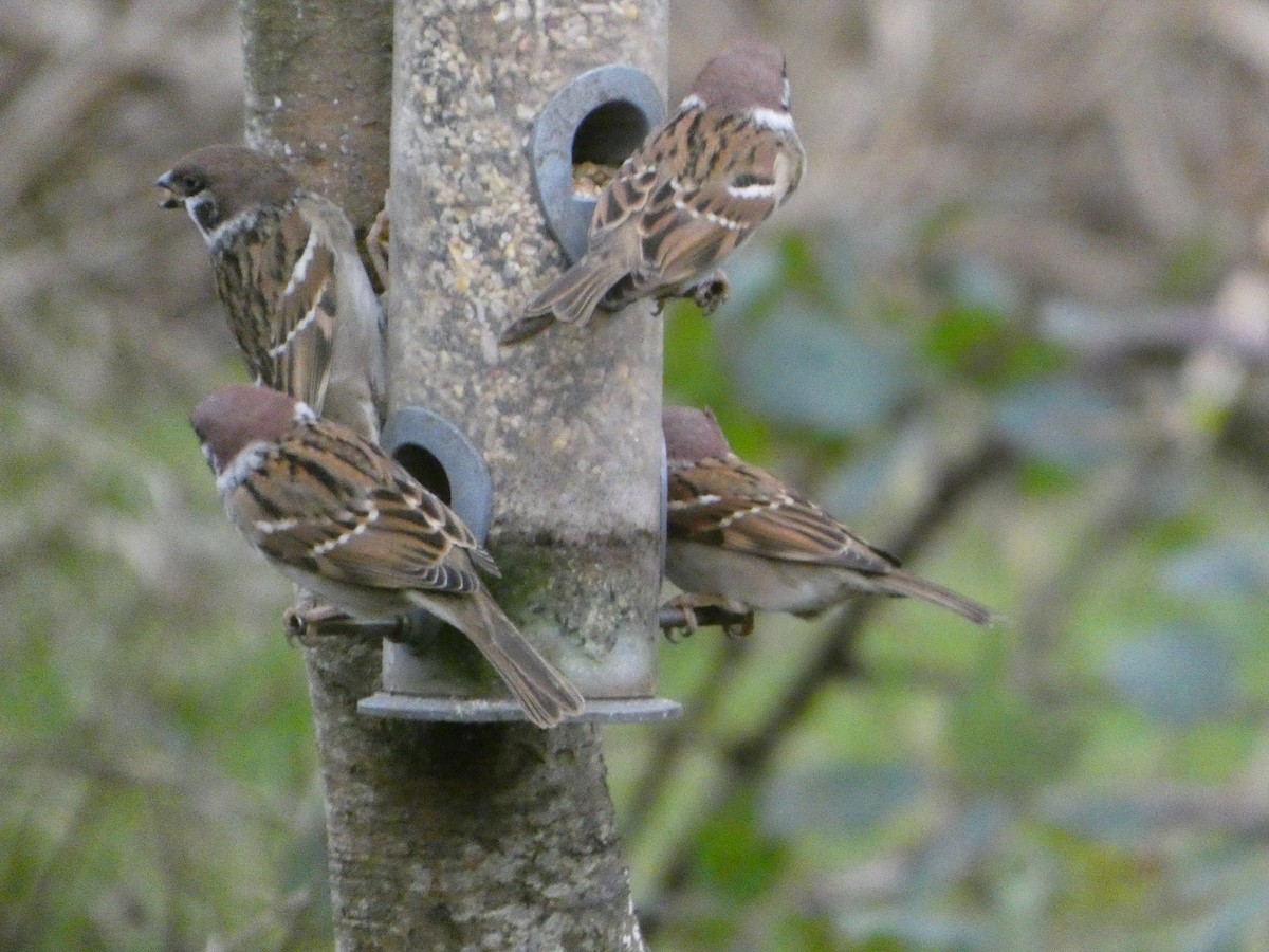 Ağaç Serçesi - ML646746289