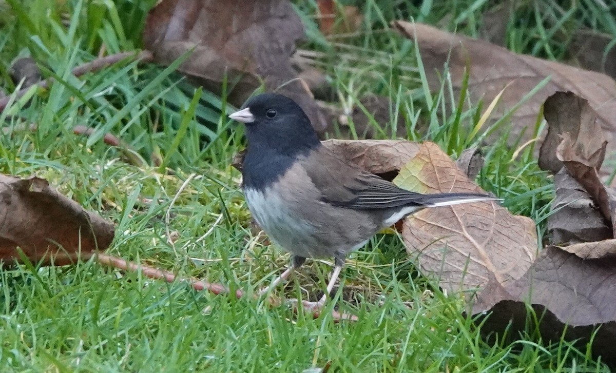 Dark-eyed Junco - ML646746294