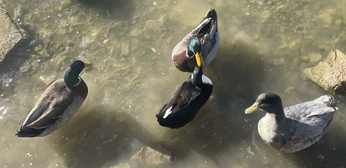 Тэжээмэл нугас - ML646746295