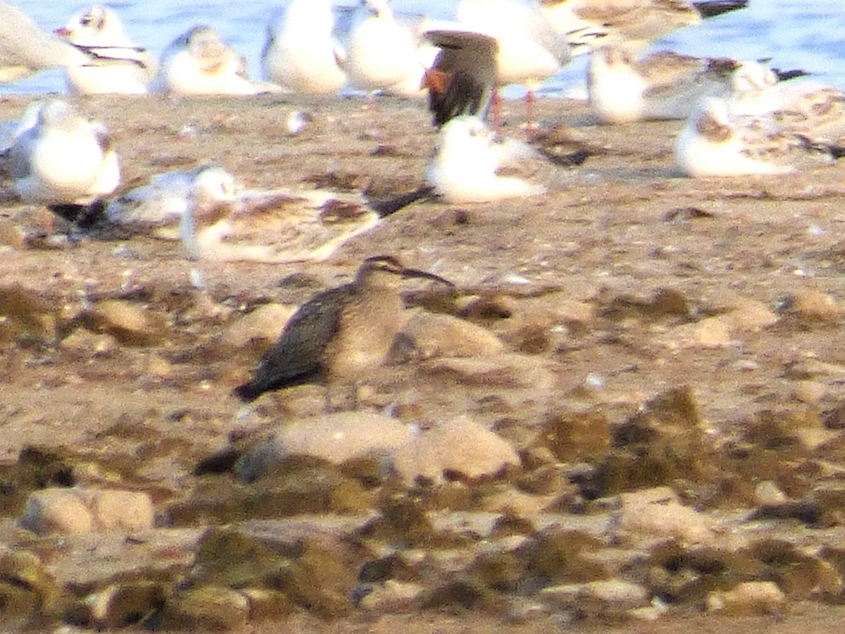 Eurasian Whimbrel - ML646746297