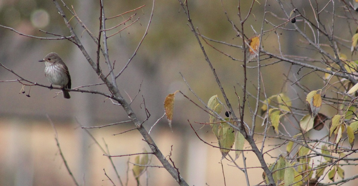 Spotted Flycatcher - ML646746298