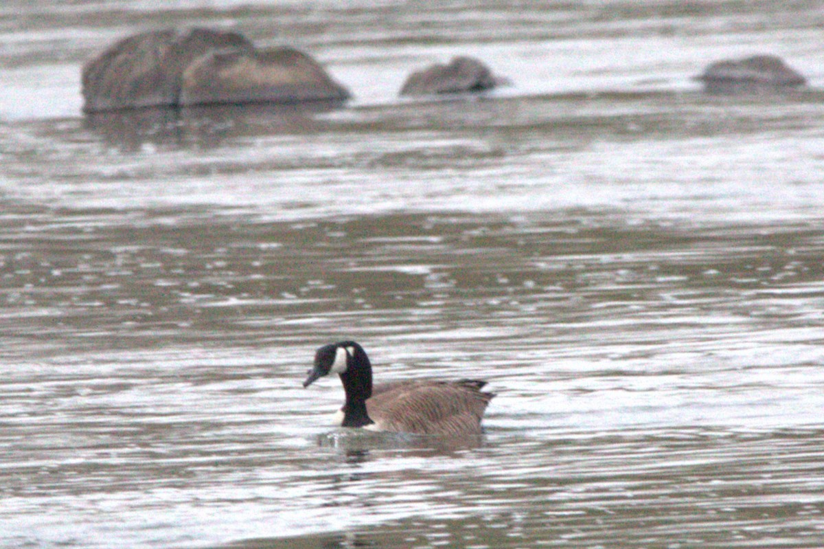 Barnacla Canadiense Grande - ML646746301