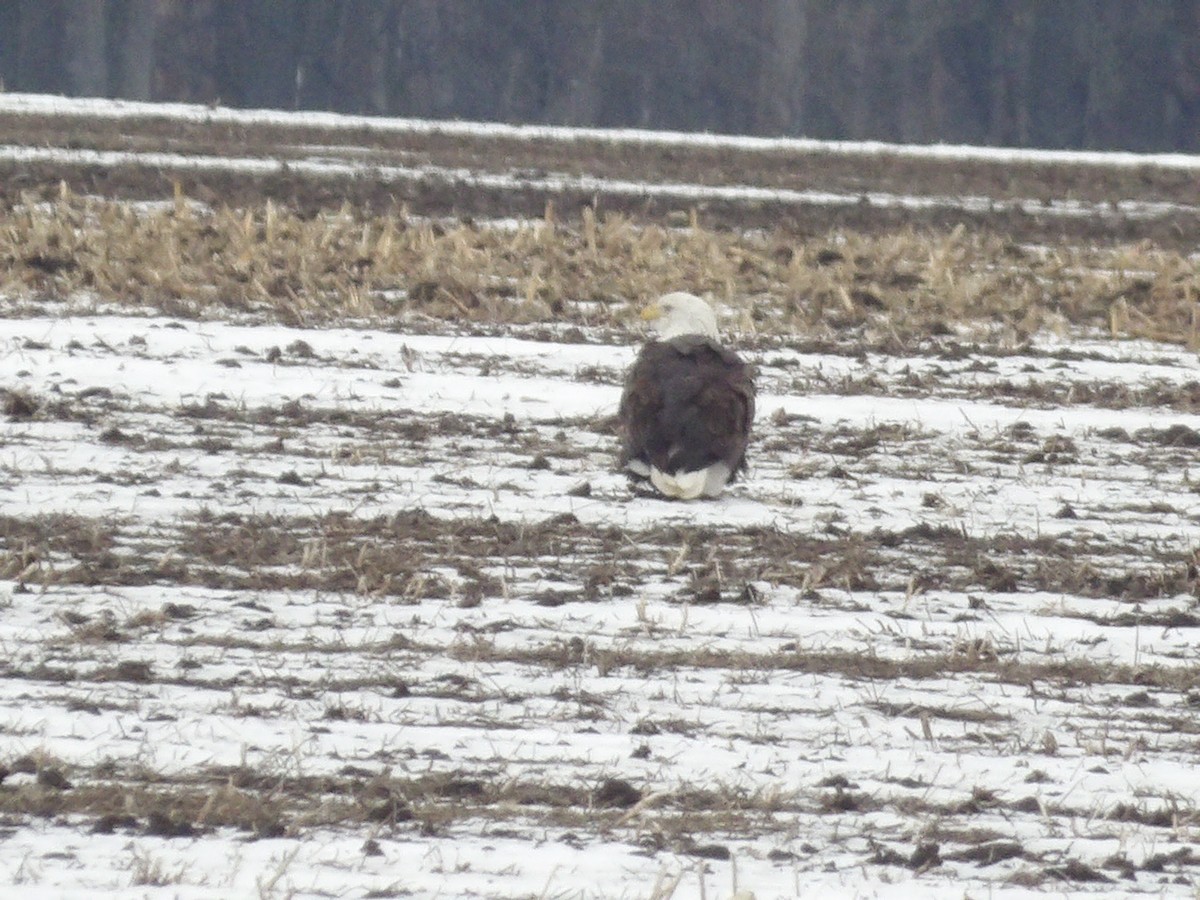 Bald Eagle - ML646746303