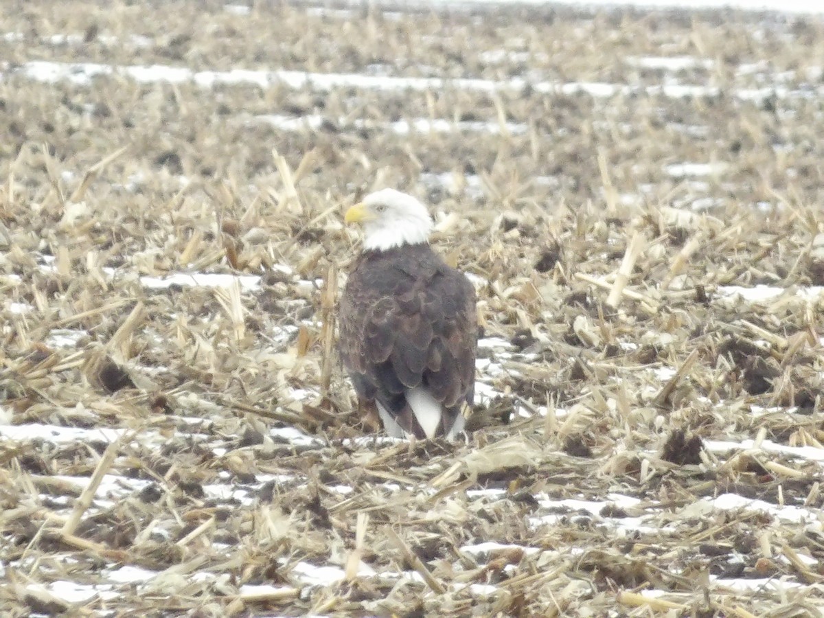 Bald Eagle - ML646746304