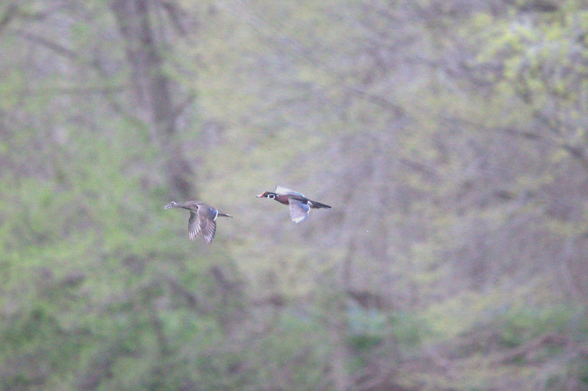 Canard branchu - ML646746305