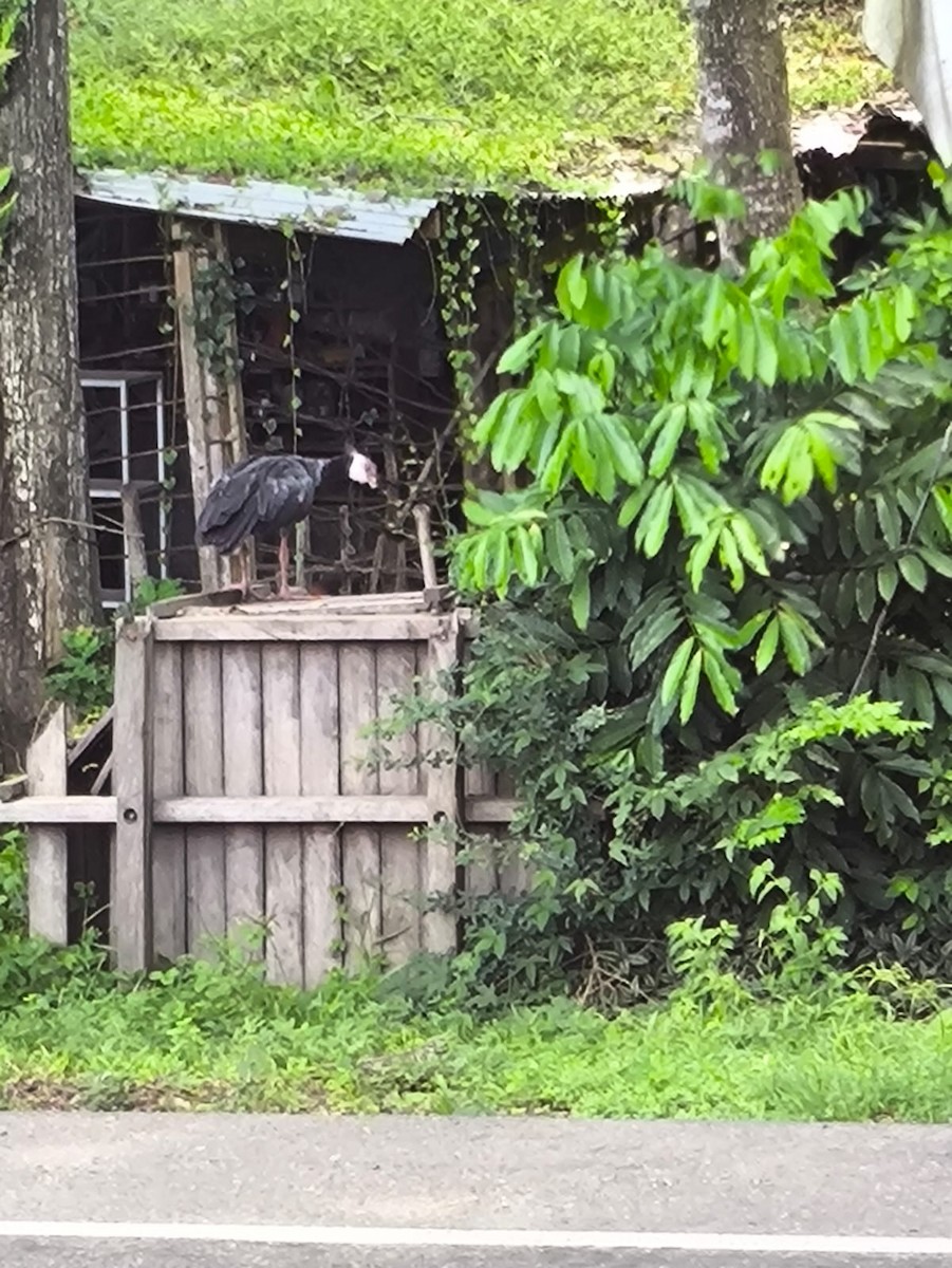 Northern Screamer - ML646746306