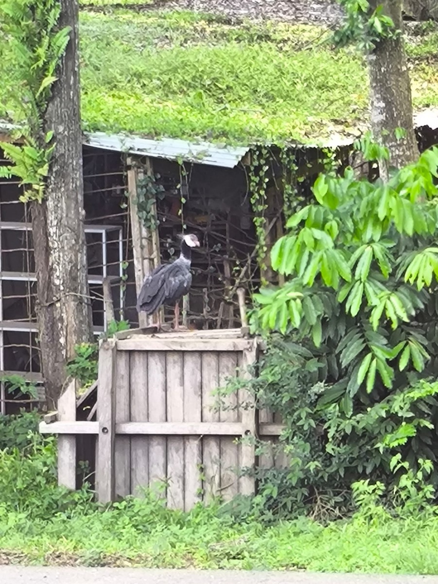 Northern Screamer - ML646746307