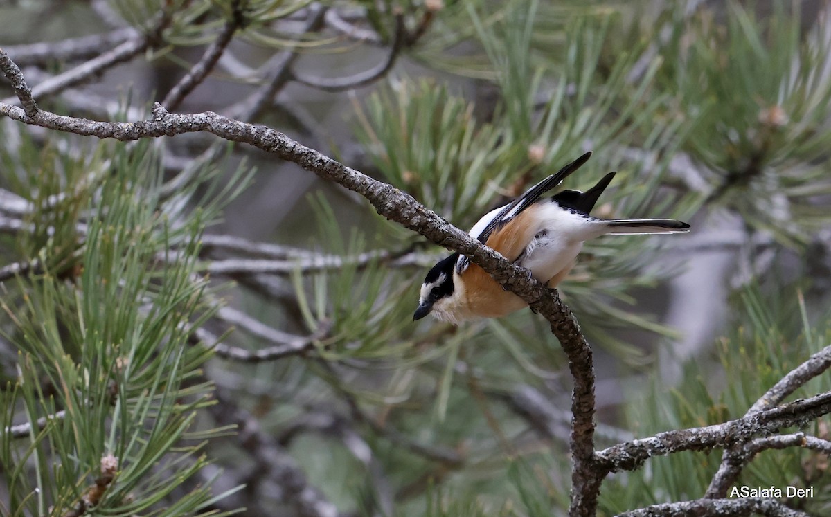 Maskeli Örümcekkuşu - ML646746308