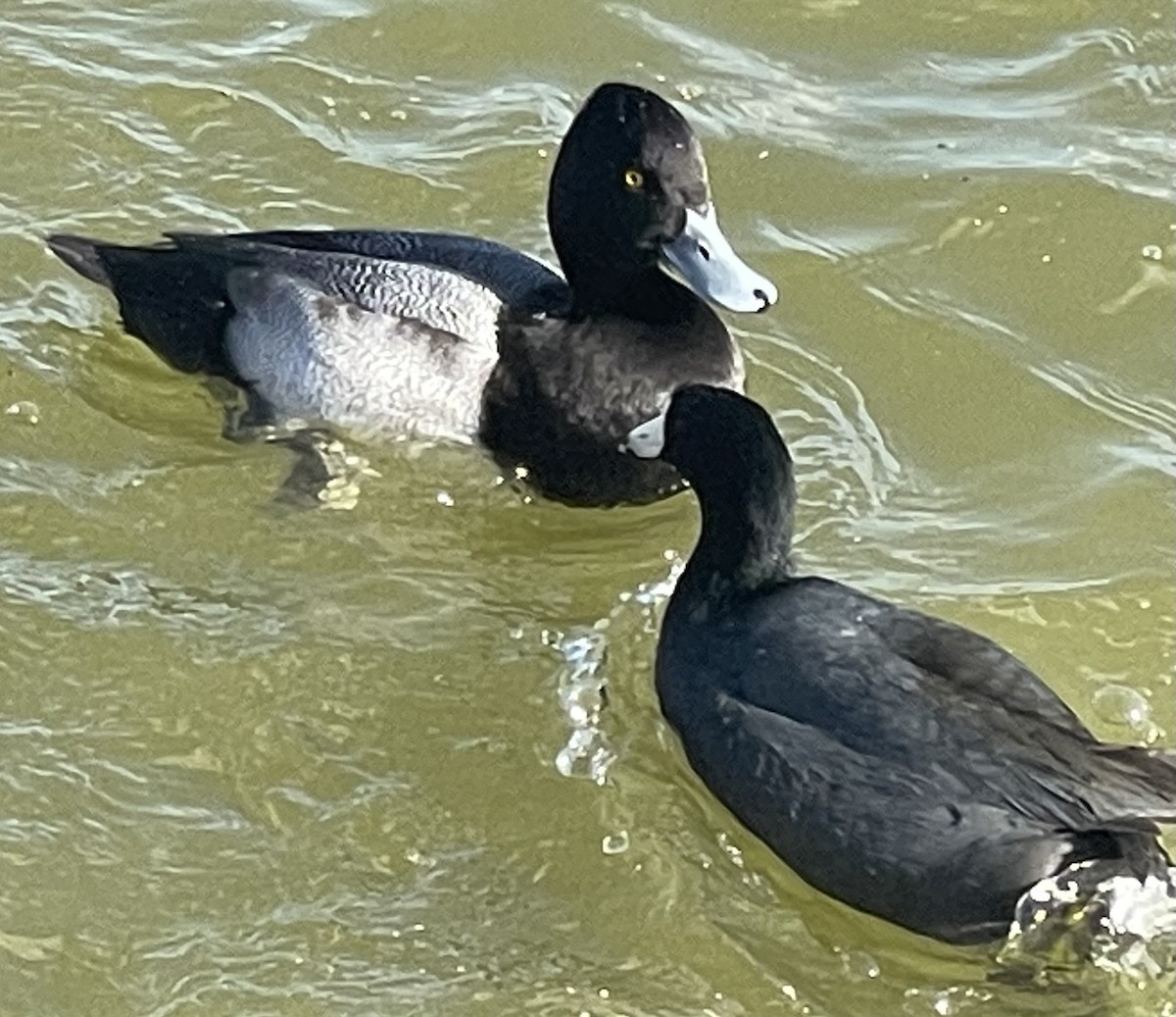 Lesser Scaup - ML646746324