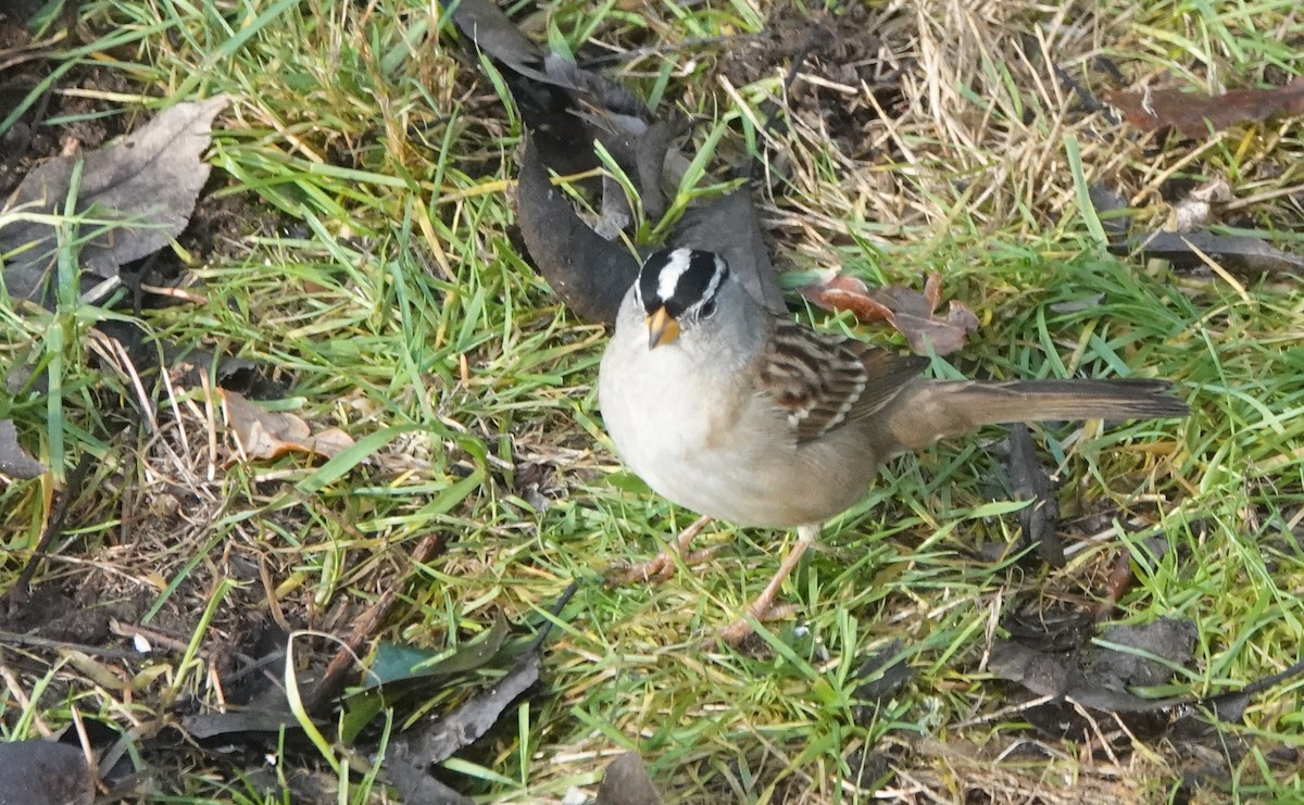 White-crowned Sparrow - ML646746325