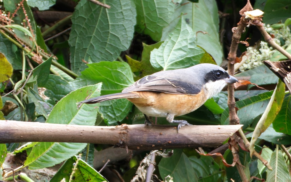 Тибетский сорокопут - ML646746327