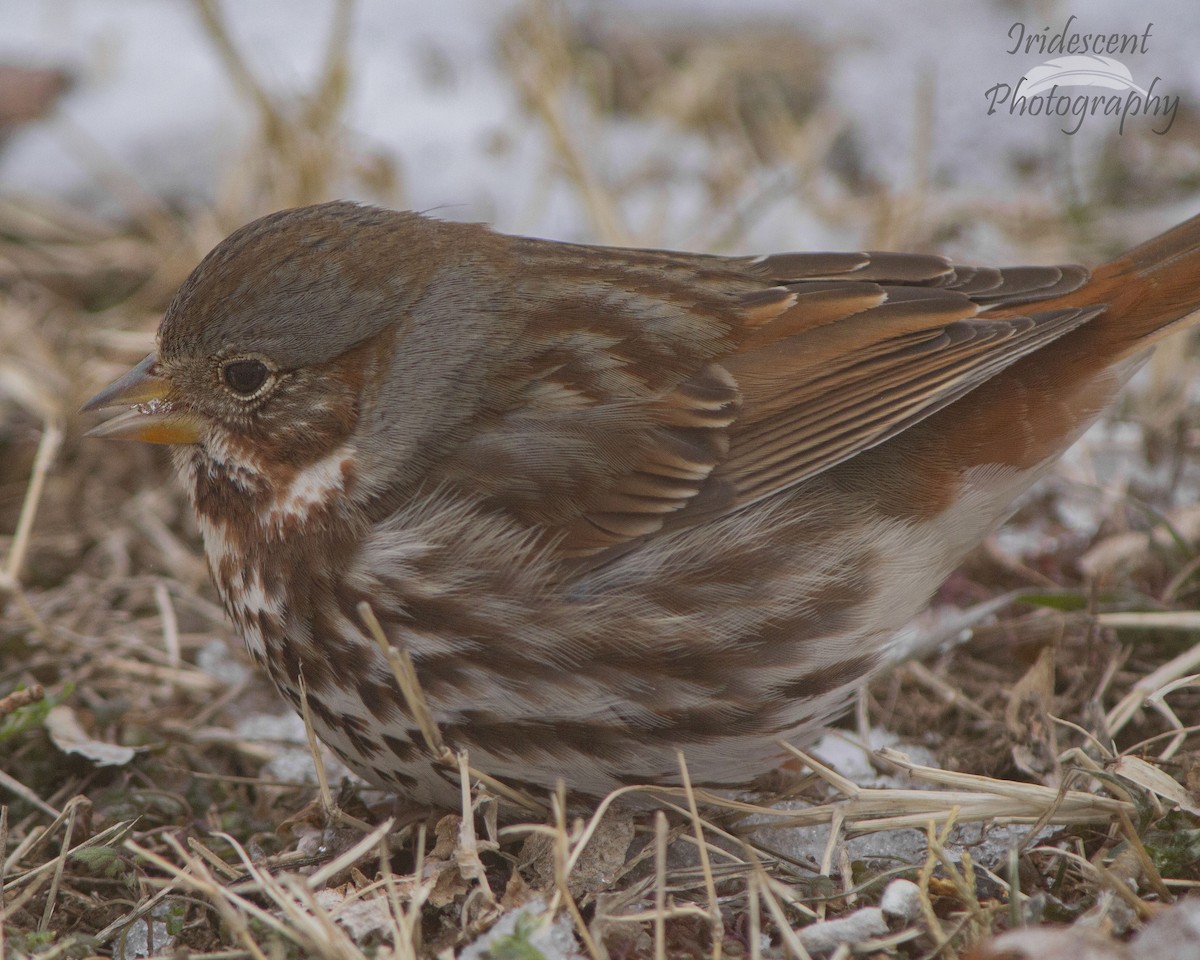 strnadec kaštanový - ML646746331