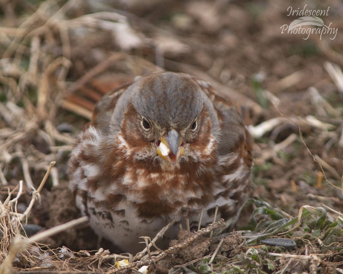 strnadec kaštanový - ML646746332