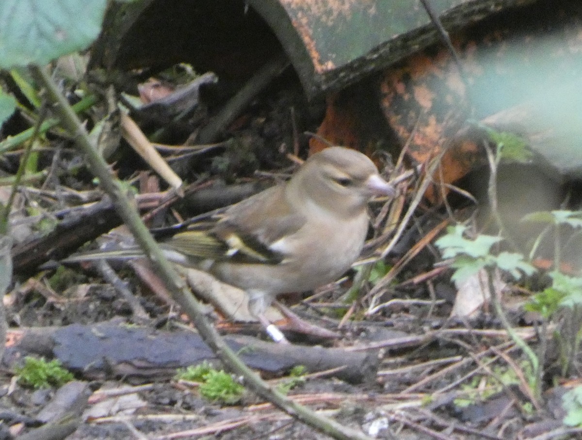 İspinoz - ML646746333