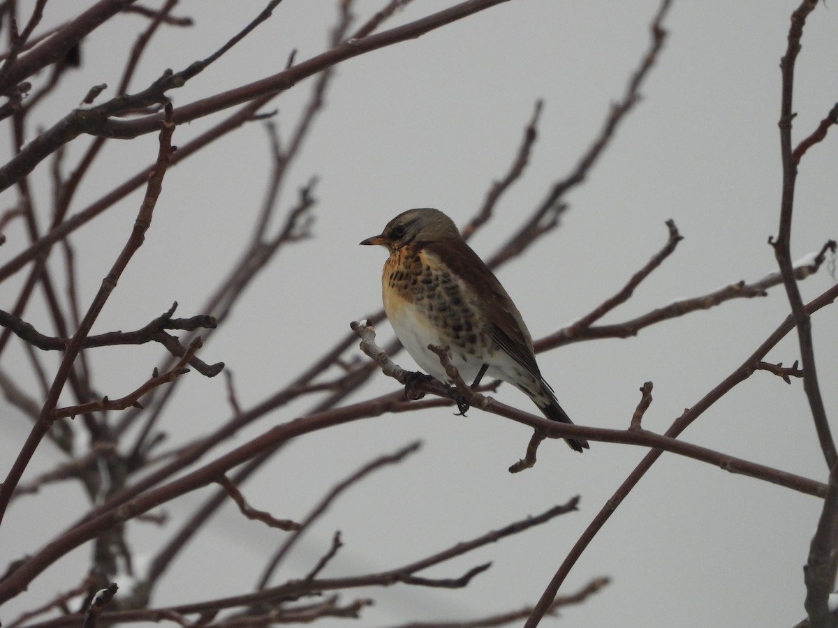 Cesena - ML646746334