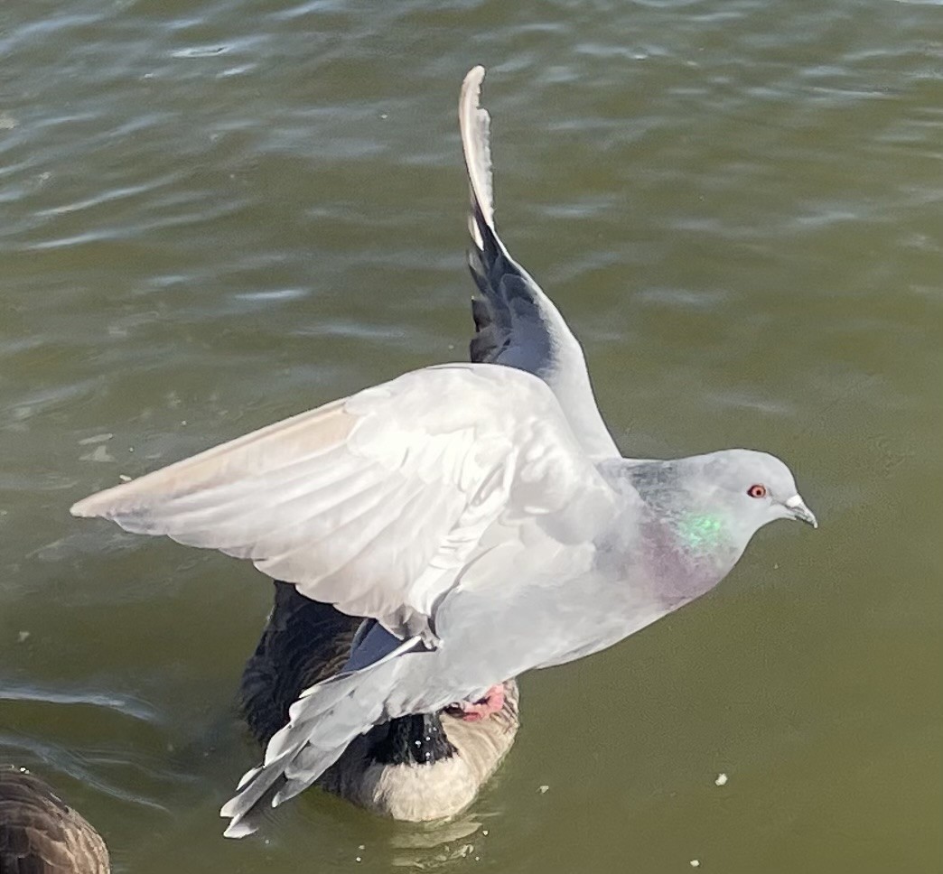 Хөхвөр тагтаа (суурин газрын) - ML646746335