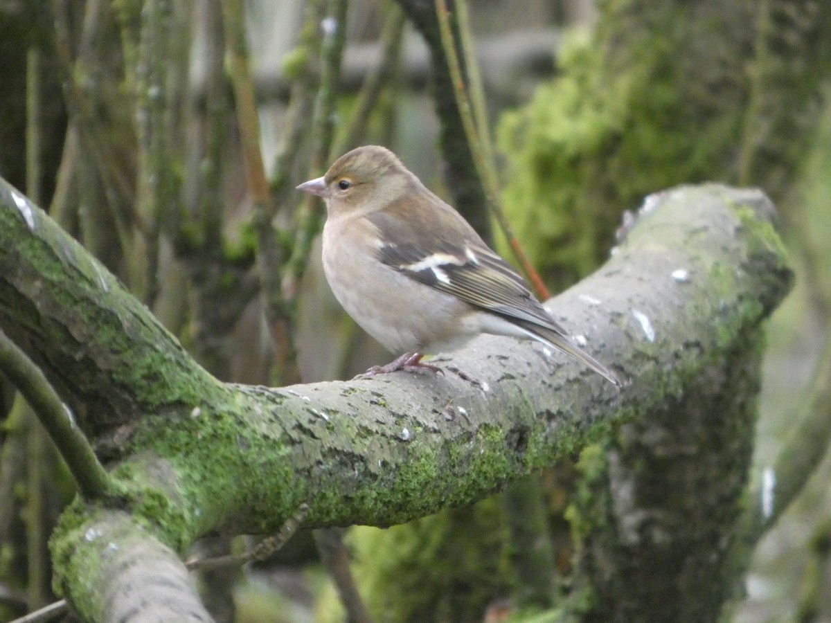 İspinoz - ML646746337