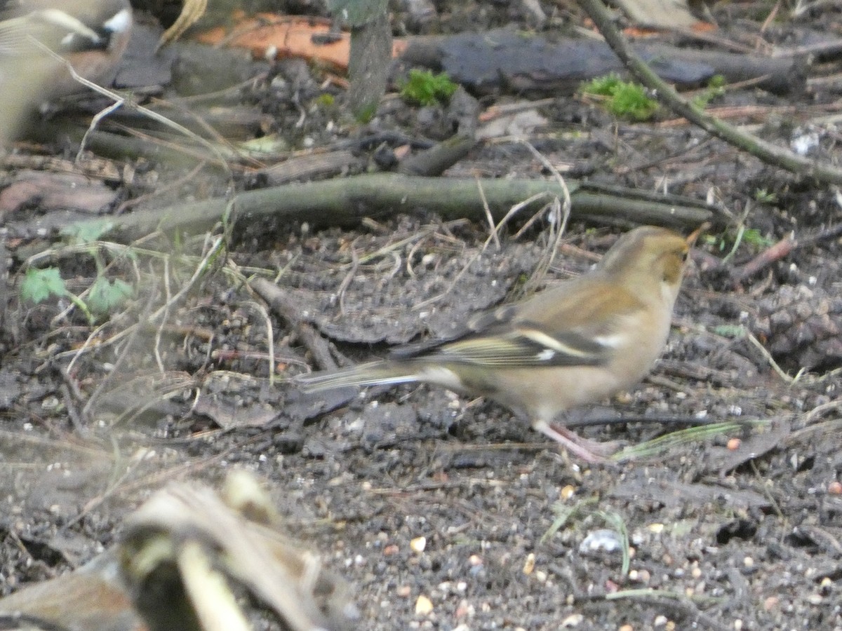 İspinoz - ML646746338