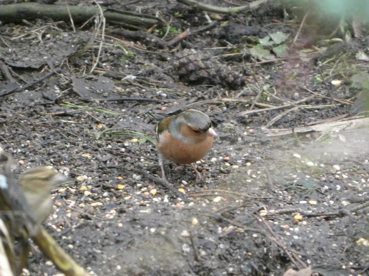 İspinoz - ML646746339