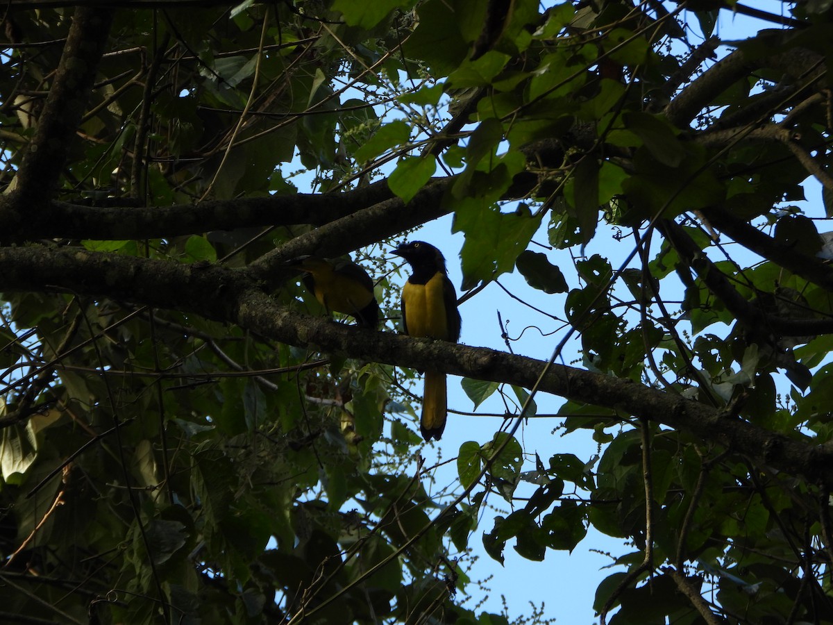 sojka zelenavá - ML646746341