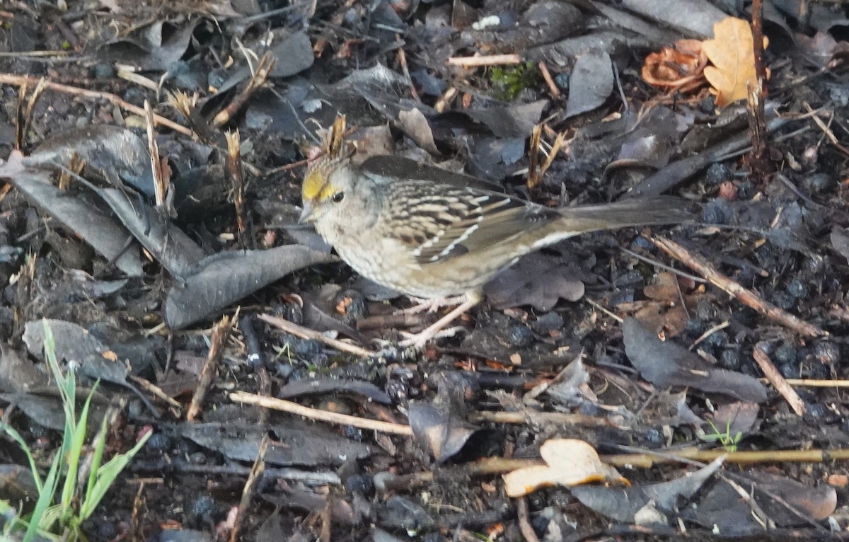 Golden-crowned Sparrow - ML646746342