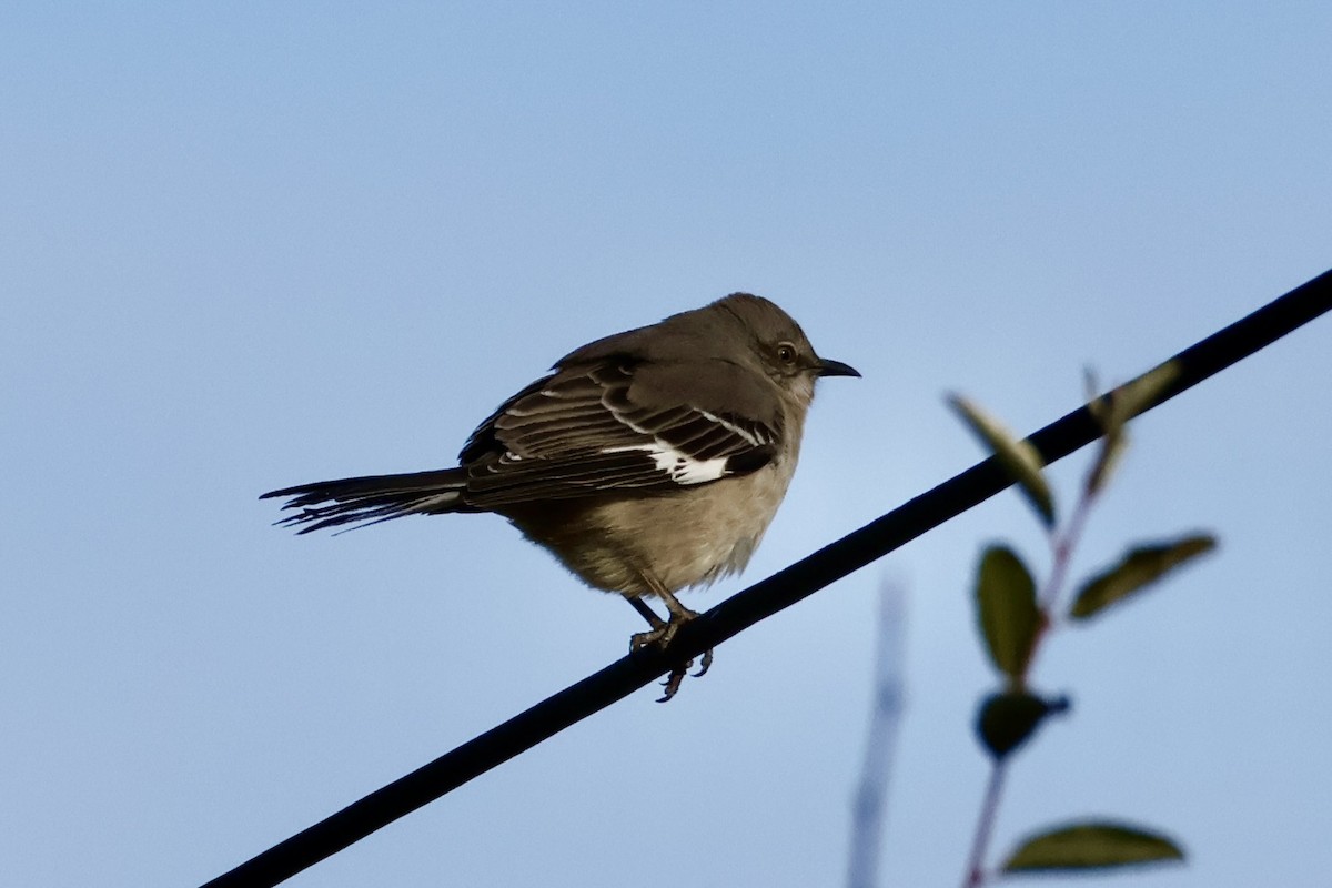 Northern Mockingbird - ML646746343