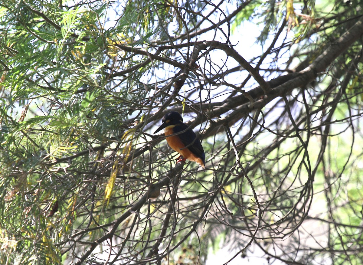 Лазурный зимородок - ML646746349