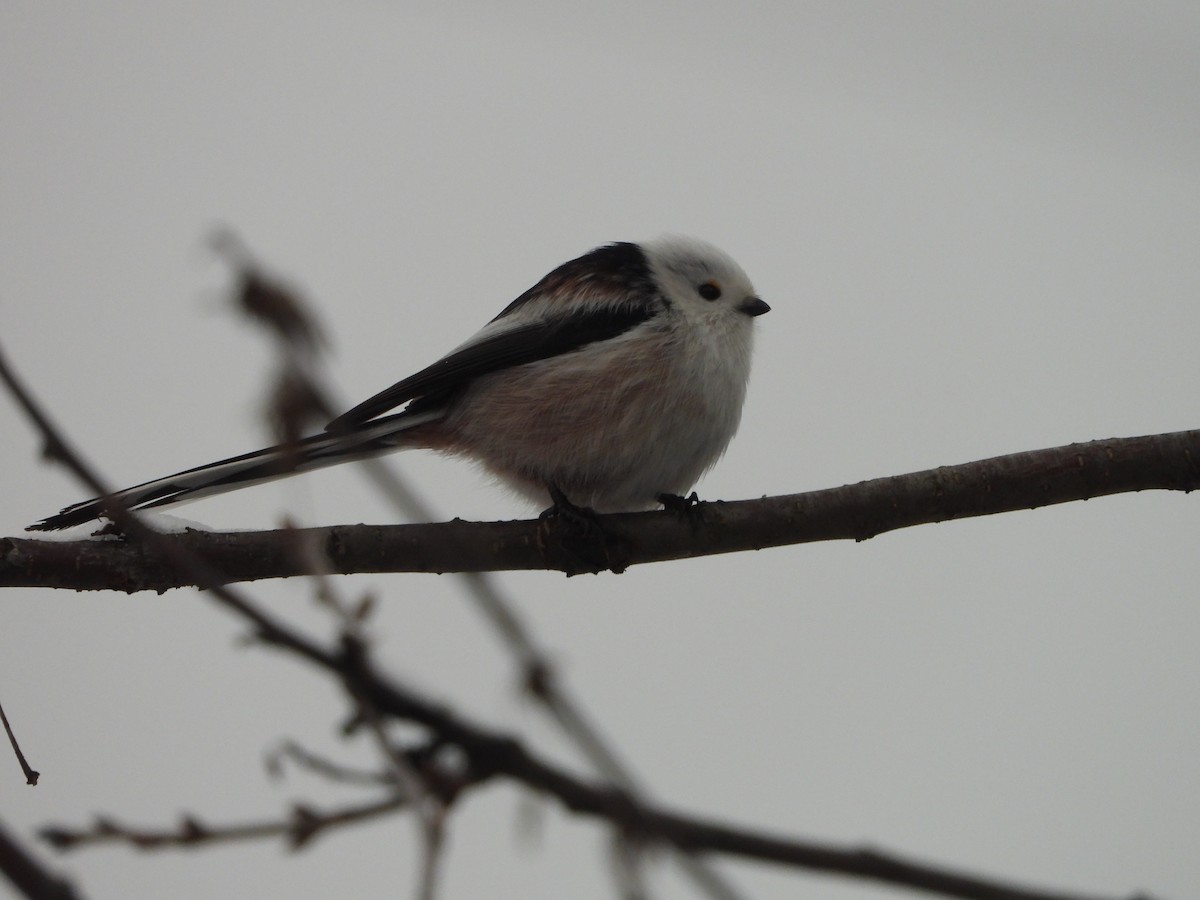 Codibugnolo - ML646746357