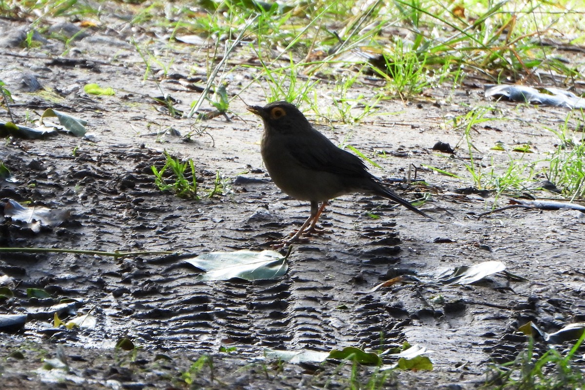 Spectacled Thrush - ML646746358