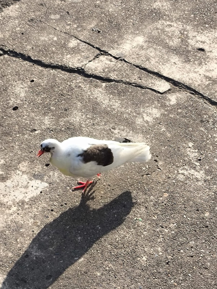 Rock Pigeon (Feral Pigeon) - ML646746362
