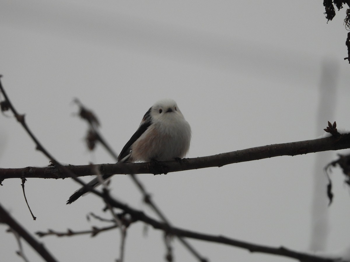 Codibugnolo - ML646746363