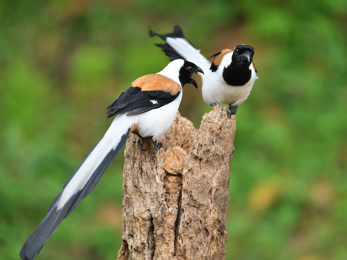 White-bellied Treepie - ML646746364