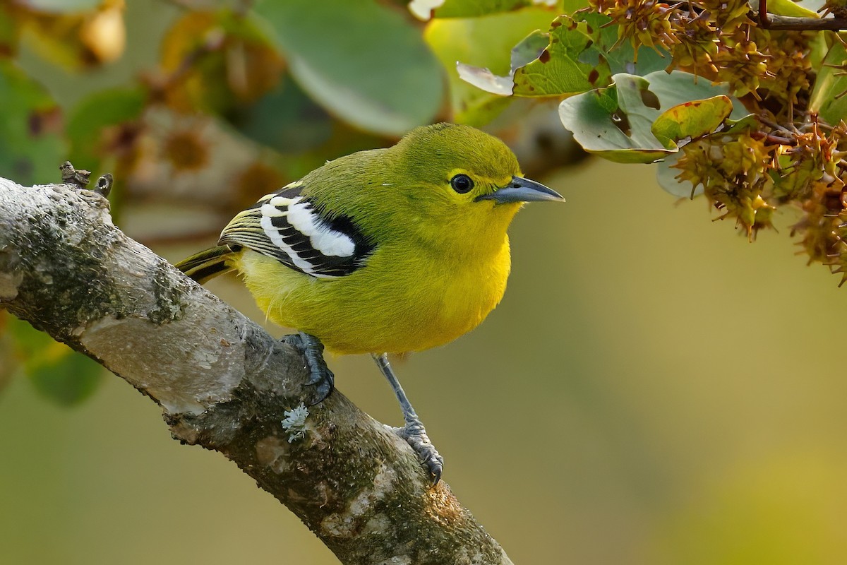 Common Iora - ML646746365