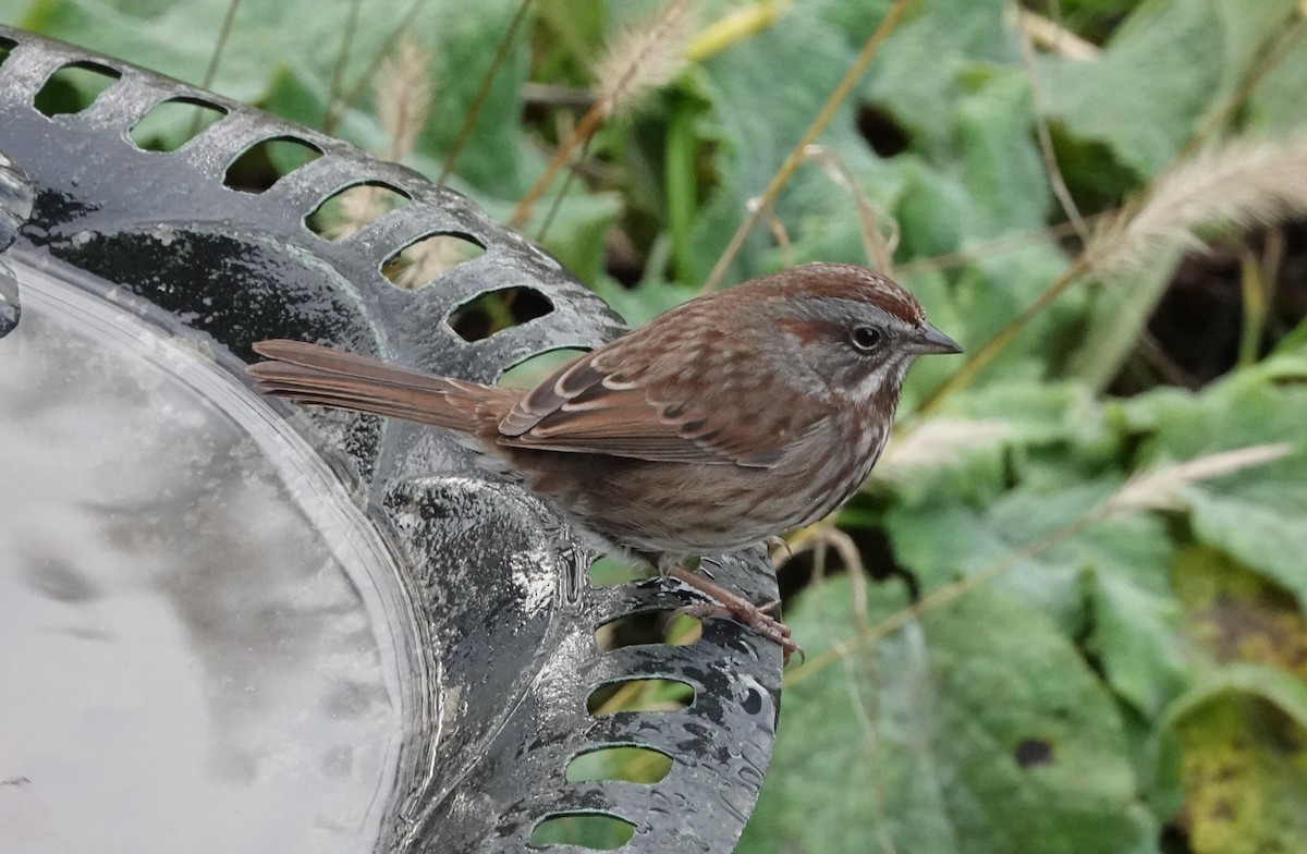 Song Sparrow - ML646746369