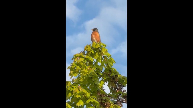 American Robin - ML646746370