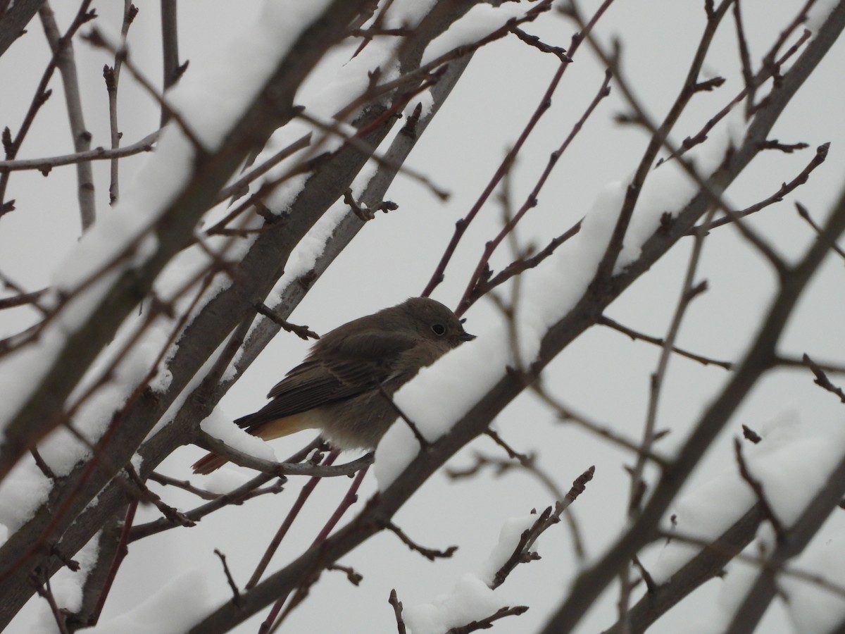 Codirosso spazzacamino - ML646746371